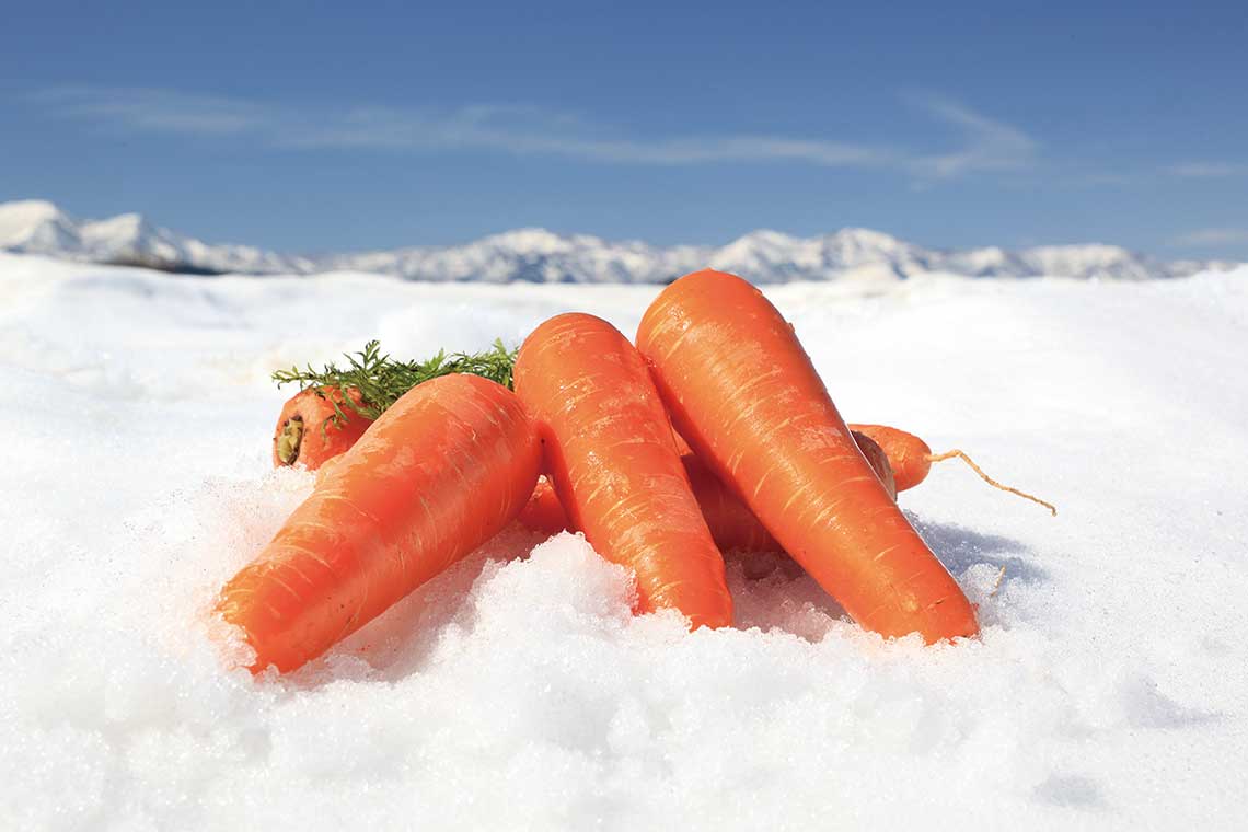 積雪下で熟成される「雪下にんじん」。特有の臭みが少なく、甘味と栄養化も高いと評判