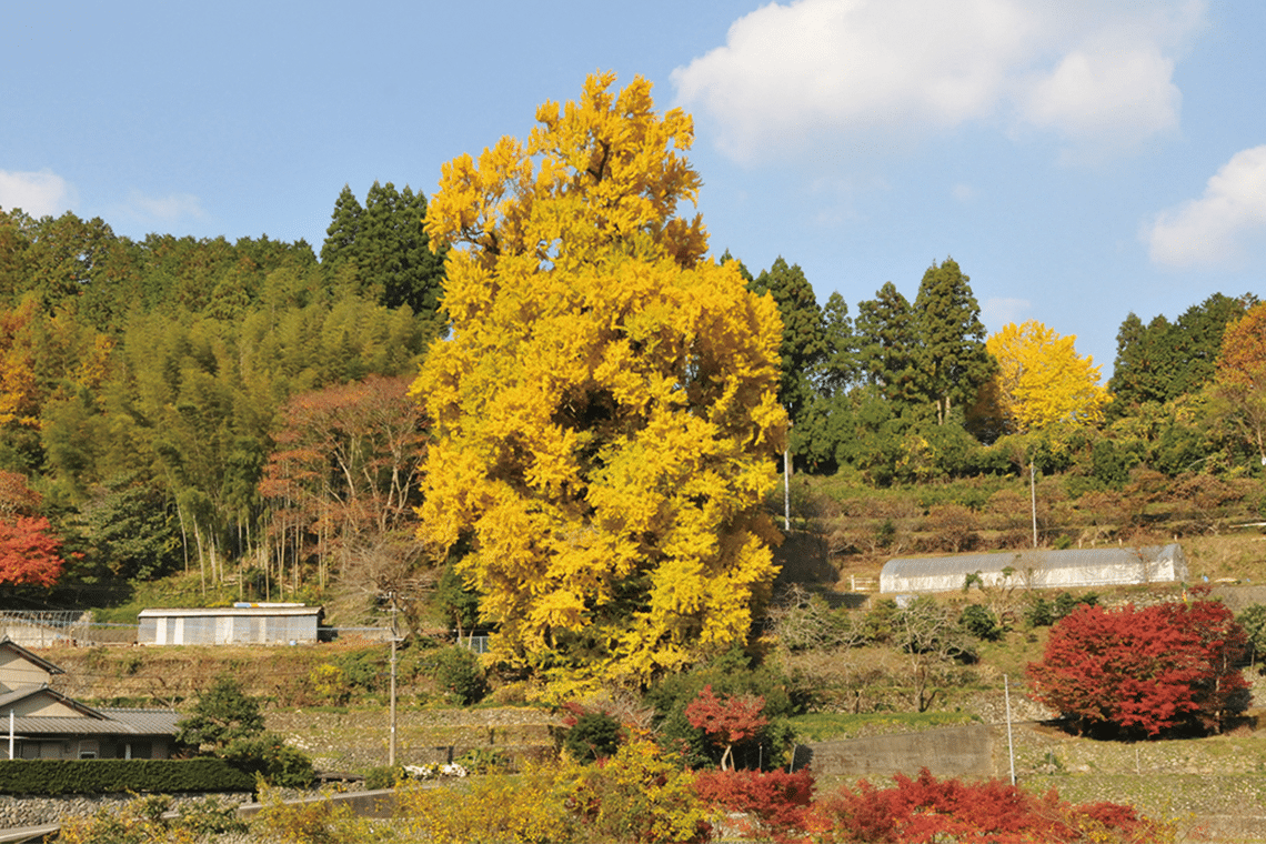 樹齢500年以上の大久保乳いちょう。巨木は、大久保の里を見守るかのようにそびえ立つ。