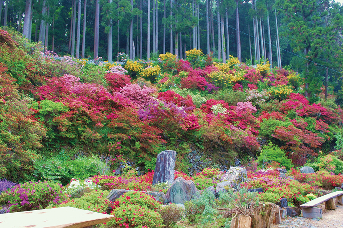 約1haの山里に約5,000本のツツジが咲き乱れる上分 花の隠里。見ごろは4月中旬から5月中旬頃。