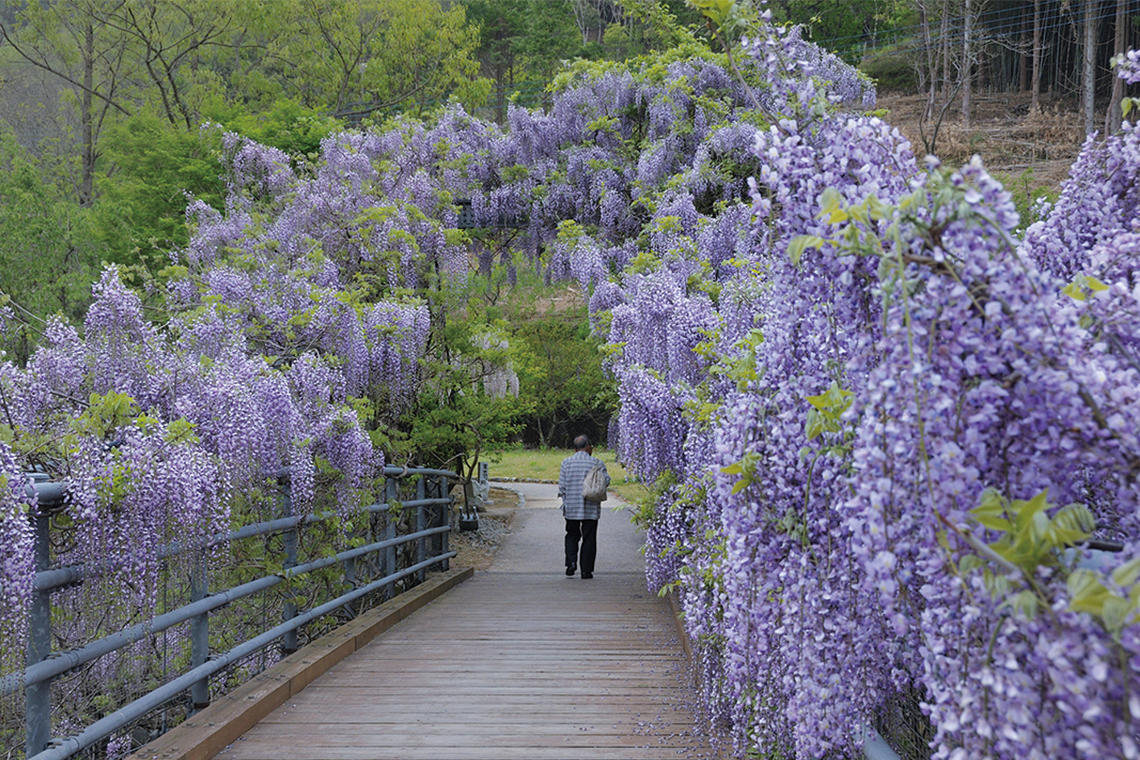 四季折々の景観を楽しめる農村ふれあい公園。初夏の藤棚が見事なことで知られる。