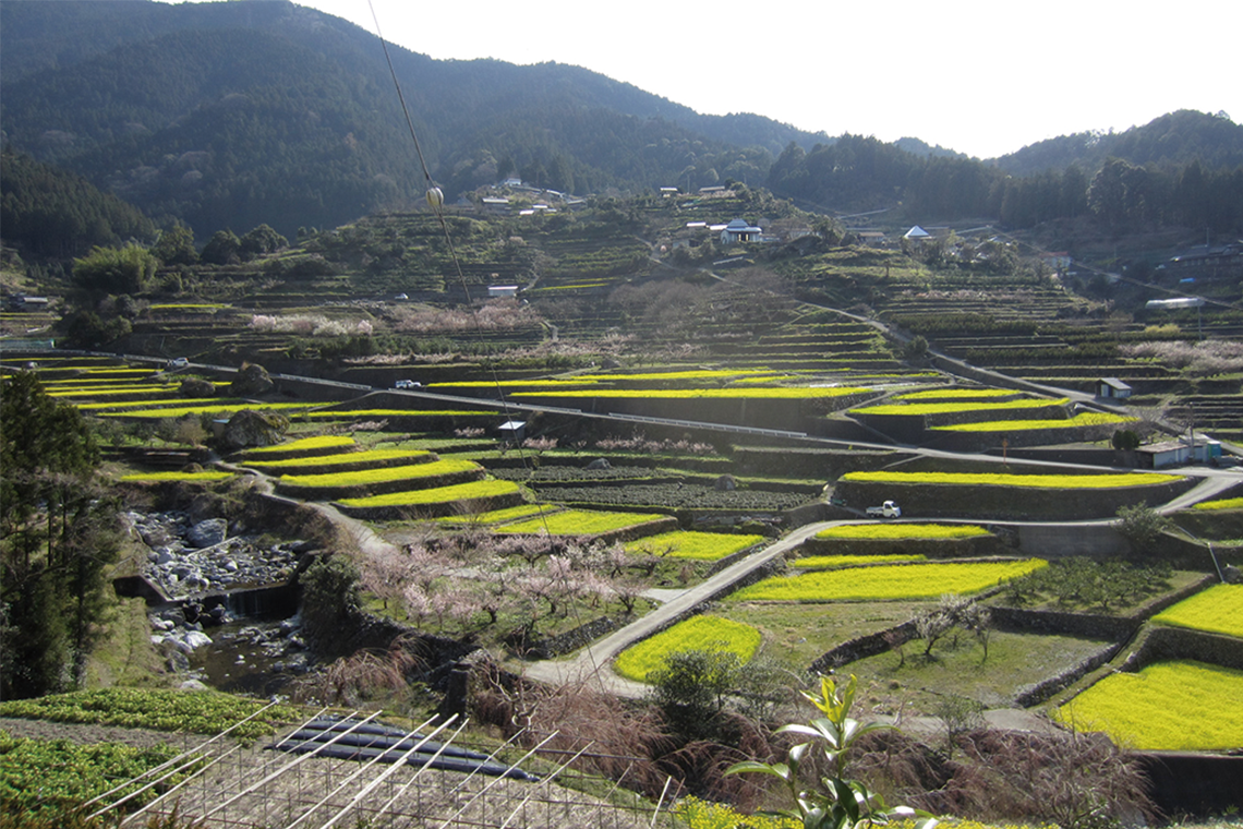 棚田の風景がひろがる江田地区。春になると菜の花が咲き、一帯を黄色に染め上げる。